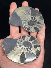 Load image into Gallery viewer, Large Pair of Pyritized Ammonite from Morocco Sacred Geometry Fossil ZE11 Prosperity Abundance
