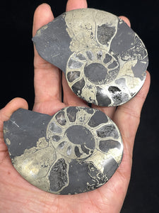 Large Pair of Pyritized Ammonite from Morocco Sacred Geometry Fossil ZE11 Prosperity Abundance