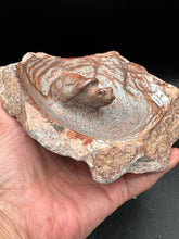 Load image into Gallery viewer, Brown Serpentine Turtle Bowl | Hand-Carved Zimbabwe Stone - The7directions