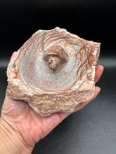 Load image into Gallery viewer, Brown Serpentine Turtle Bowl | Hand-Carved Zimbabwe Stone - The7directions