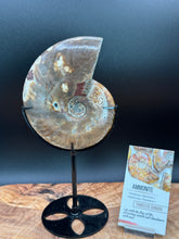 Load image into Gallery viewer, Natural Ammonite Fossil with Custom Stand Feng Shui Abundance - The7directions