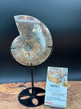 Load image into Gallery viewer, Natural Ammonite Fossil with Custom Stand Feng Shui Abundance - The7directions