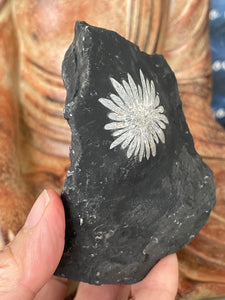 Chrysanthemum stone free form with crystal info card Z70
