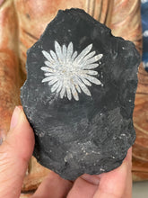 Load image into Gallery viewer, Chrysanthemum stone free form with crystal info card Z70
