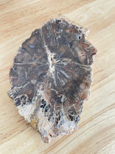 Load image into Gallery viewer, Petrified wood slab with information card Z72
