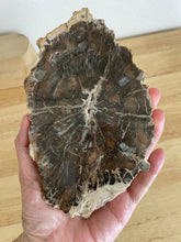 Load image into Gallery viewer, Petrified wood slab with information card Z72
