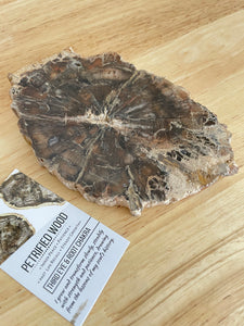 Petrified wood slab with information card Z72
