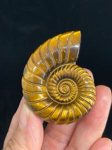 Tiger eye Ammonite carving with crystal info card ZF11