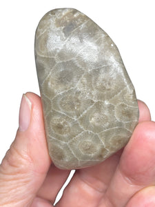 Petoskey stone intuition palm stone ZF87 with crystal info card