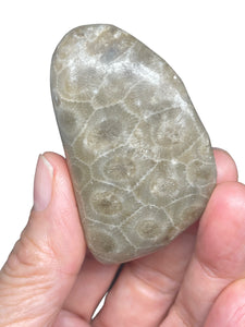 Petoskey stone intuition palm stone ZF87 with crystal info card
