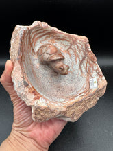 Load image into Gallery viewer, Brown Serpentine Turtle Bowl | Hand-Carved Zimbabwe Stone - The7directions
