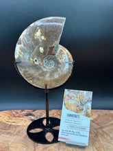 Load image into Gallery viewer, Natural Ammonite Fossil with Custom Stand Feng Shui Abundance - The7directions
