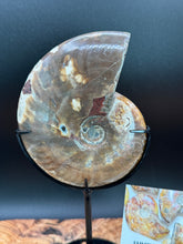 Load image into Gallery viewer, Natural Ammonite Fossil with Custom Stand Feng Shui Abundance - The7directions
