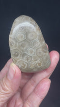 Load and play video in Gallery viewer, Petoskey stone intuition palm stone ZF87 with crystal info card

