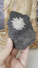 Load and play video in Gallery viewer, Chrysanthemum stone free form with crystal info card Z70
