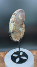 Load and play video in Gallery viewer, Natural Ammonite Fossil with Custom Stand Feng Shui Abundance
